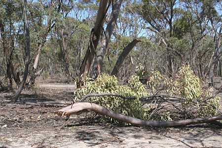Anilara obscura, PL1329, adult host plant, Eucalyptus dumosa, fallen branch, SE